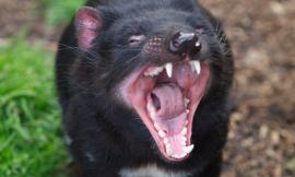 Byronsdad_-_tasmanian_devil