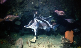 CSIRO_Graham_Blight_-_long_snouted_boarfish