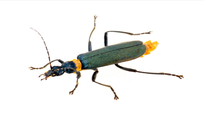 CSIRO_beetle