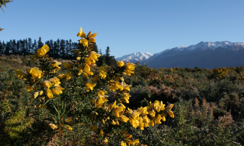 ChrisHellyar_PlantsNewZealand_Shutterstock