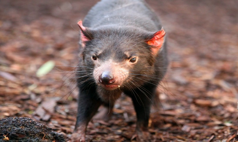 Cloudia_Newland_tassie-devil_shutterstock