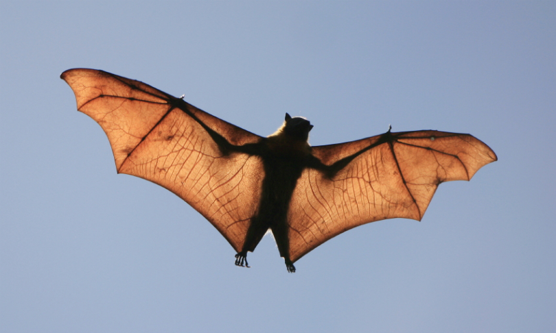 CraigRJD_Bat_iStock