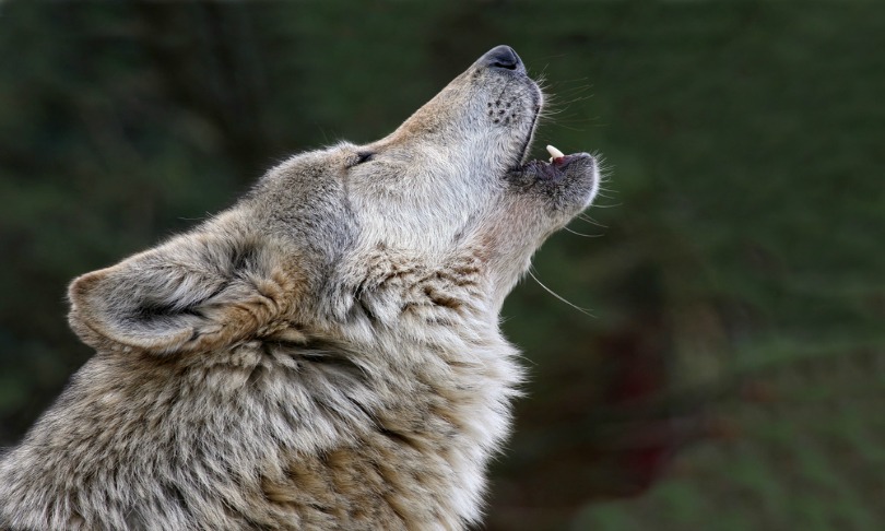 Cynthia_Kidwell_wolves_Shutterstock