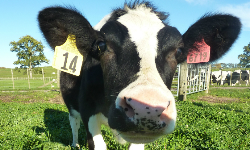 Daisy_close-up_AgResearch