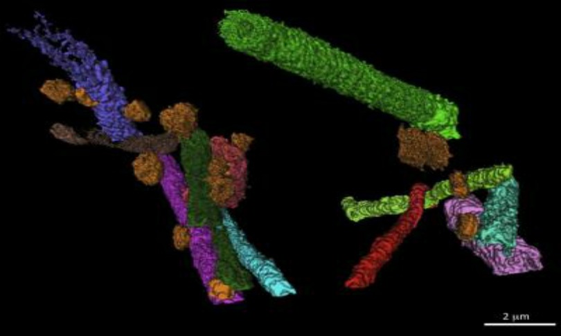Dave-Wasey_microbe_UWA