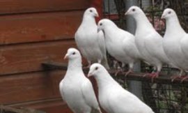 David_Keays_-_pigeon