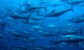DeepAqua-Tuna-iStock