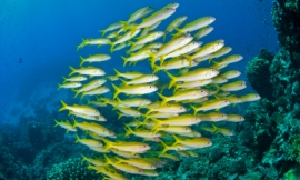 EXTREME-PHOTOGRAPHER_-_school_of_fish