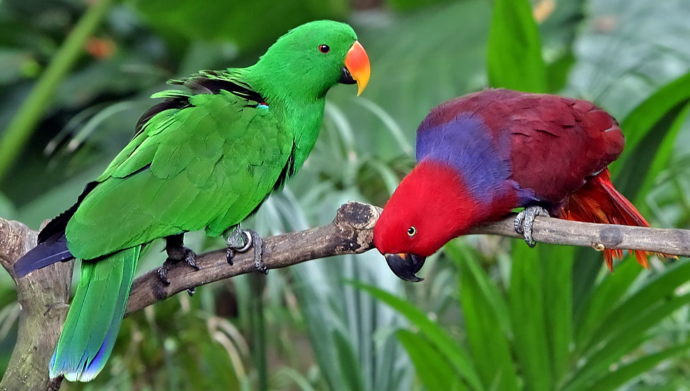 Eclectus_roratus-20030511