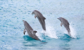 ElsvanderGun_-_bottlenose_dolphin
