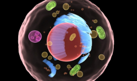 Eraxion_Mitochondria_iStock