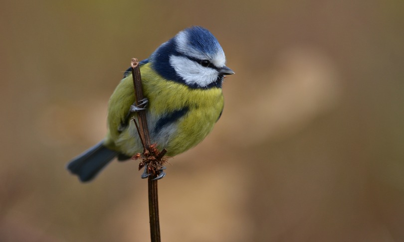 Erik_Rosenlund_birds_shutterstock