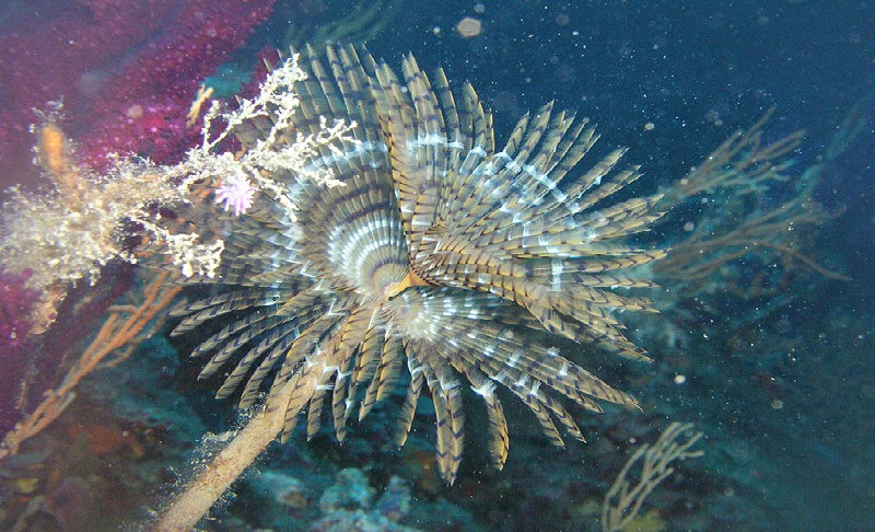 European-fanworm_wikicommons