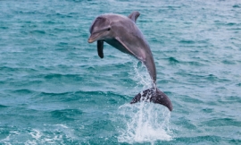 FDS111_-_leaping_dolphin