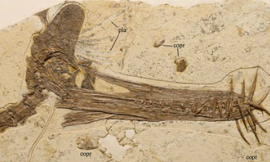 Guidraco_venator_Wang_Xiaolin