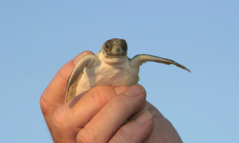 Hohenhaus_Turtle_iStock