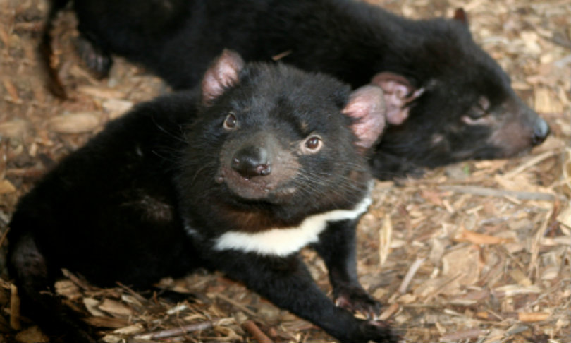 Istanners_TassieDevil_istock