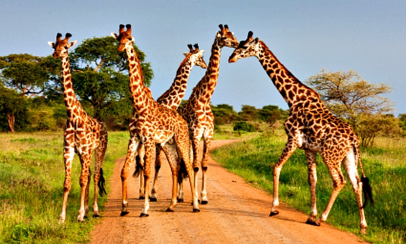 JohanSjolander_giraffes_istock_