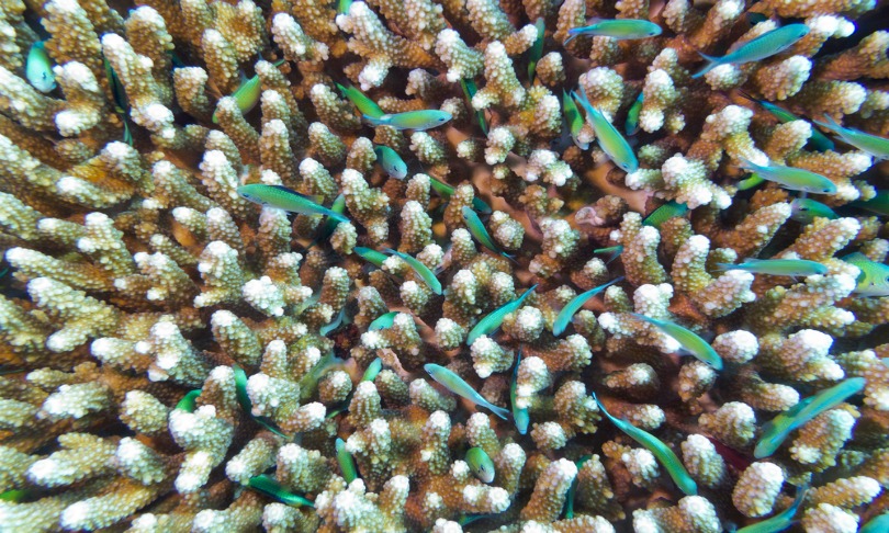 JolantaWojcicka_corals_shutterstock