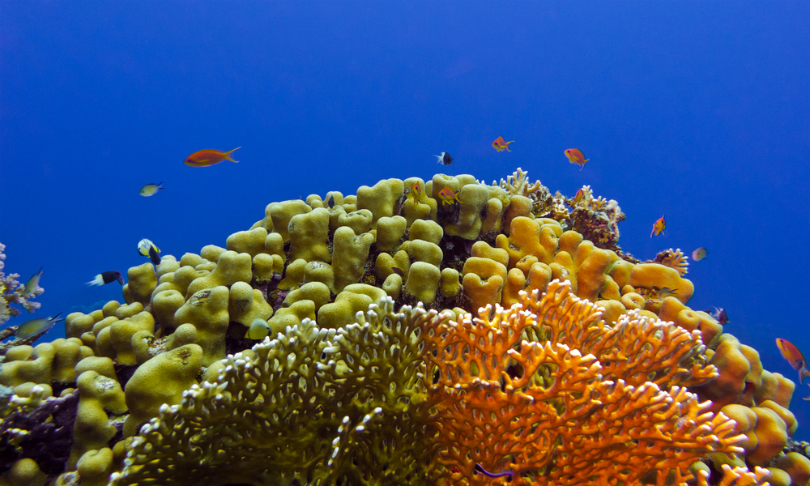 Jolanta_Wojcicka_Coral_shutterstock