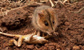 Jonathan_Webb_ECOS_-_dunnart