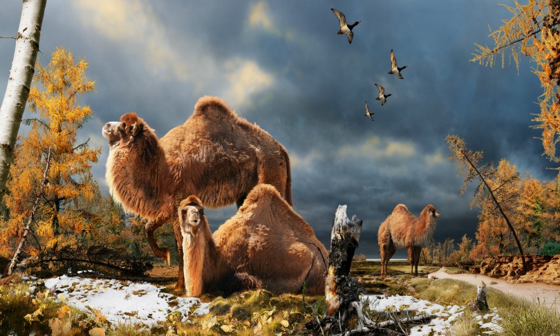 Julius-Csotonyi_giantcamels
