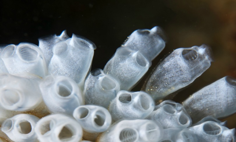 Jung_Hsuan_sea-squirt_shutterstock