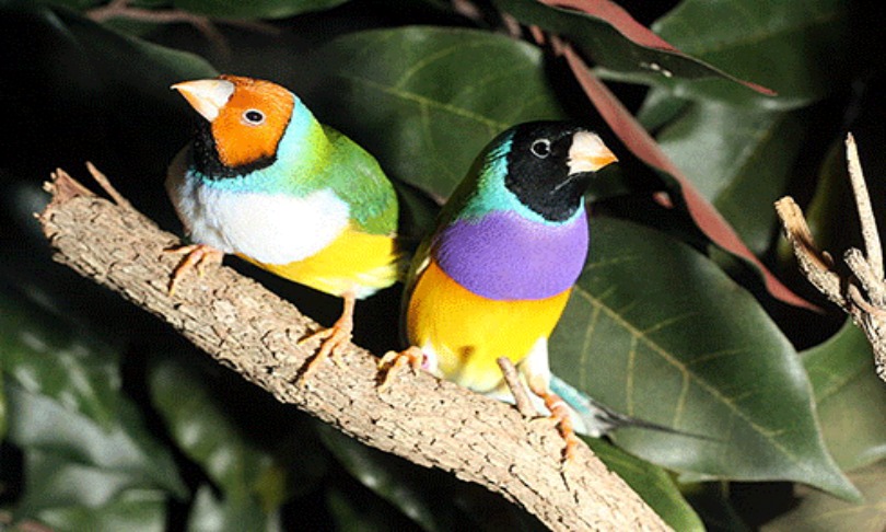 KJaques_finches_Wikimedia