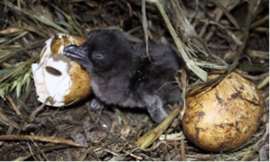 L_E_Chambers_ECOS_-_penguin_chick