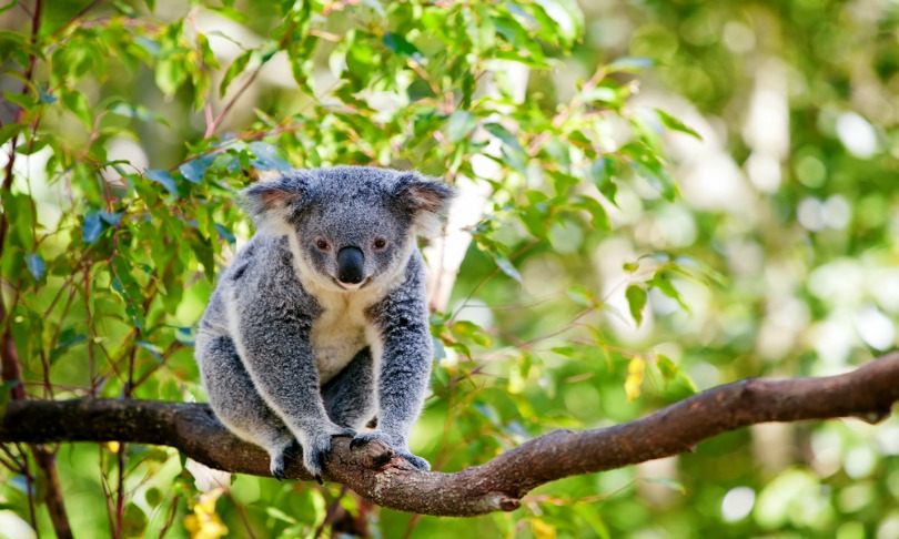 MartinValigursky_koala_shutterstock