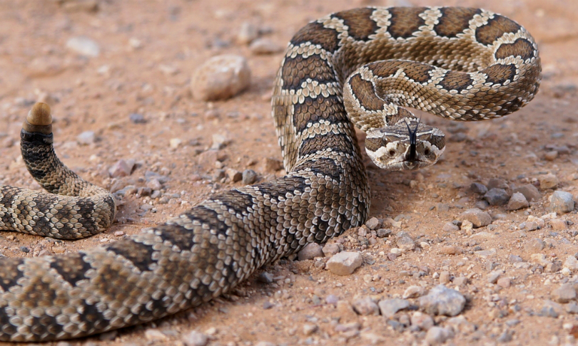 Matt_Jeppson_rattlesnake_shutterstock
