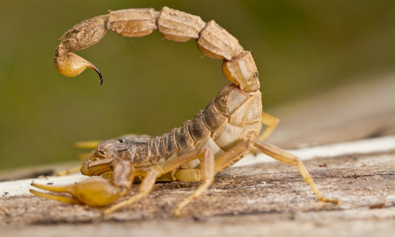 MauroRodrigues_scorpio_shutterstock