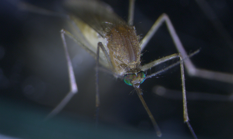 Mosquito_CSIRO