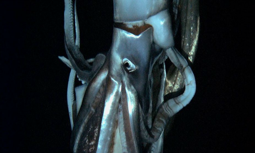 NHKNEPDiscovery_Channel_giant-squid