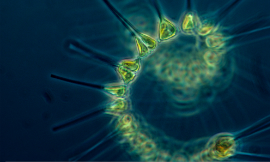 NOAA-Phytoplankton