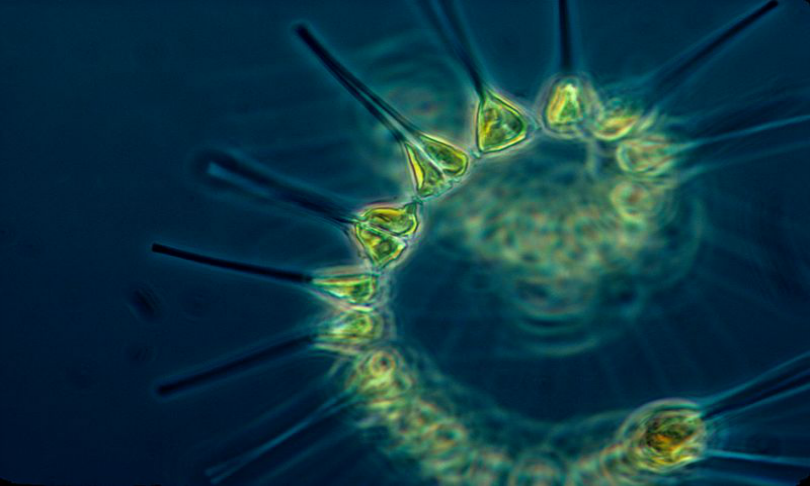 NOAA_MESA_Project_phytoplankton_wikicommons
