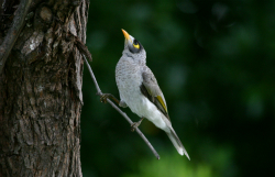Noisy_Miner_RichardFuller