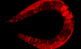 PLoS-RoundWorm-Wikimedia