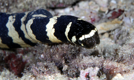 PacificKlaus-SeaSnake-Flickr