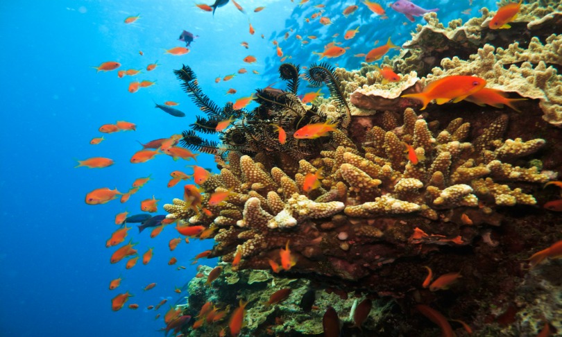 Geological processes rule coral reefs