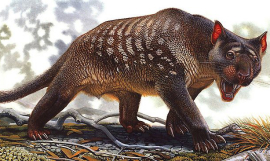 PeterSchouten_marsupial-lion
