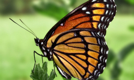 PiccoloNamek_Viceroy_Butterfly_Wikimedia.jpg