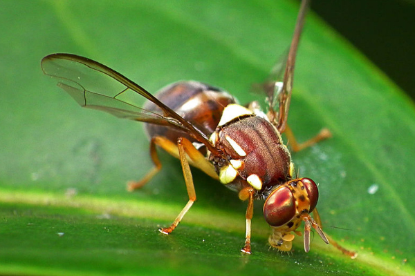 Queensland_Fruit_FlyWebsite1