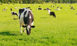 R-J-Seymour_-_grazing_cows