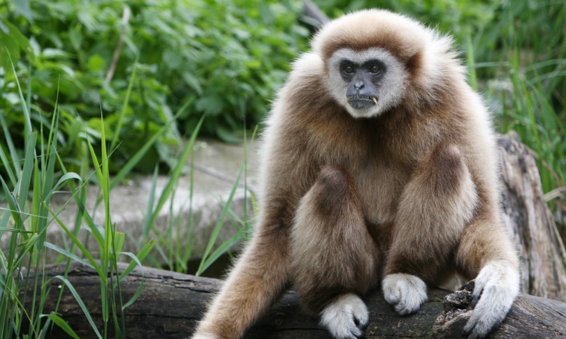 ReinholdLeitner_gibbon_shutterstock