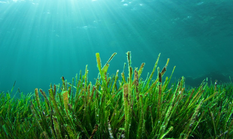 RichCarey_seagrass_shutterstock
