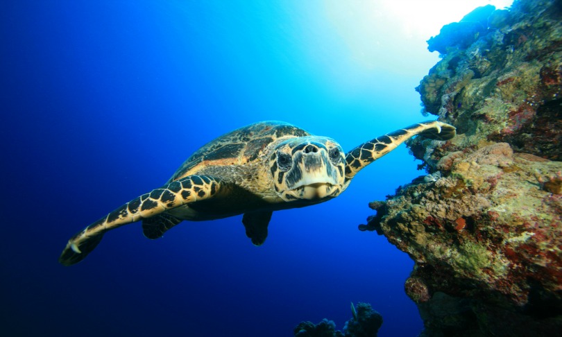 RichCarey_turtles_shutterstock