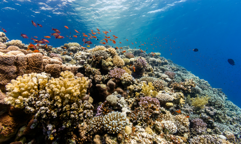 Richard_Whitcombe_Ocean_shutterstock