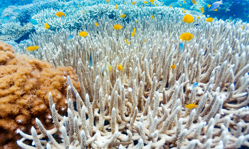 Rostislav_Ageev_Coral_shutterstock
