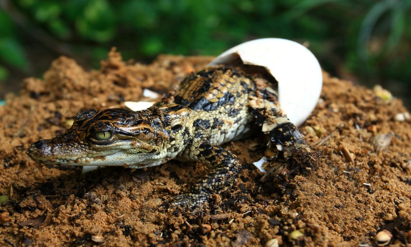 Rufous_croc_shutterstock